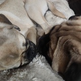 Entry image for Muffin (on the left) & Potato (right)