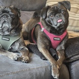Entry image for Rocco & Layla