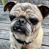 Entry image for Bernie