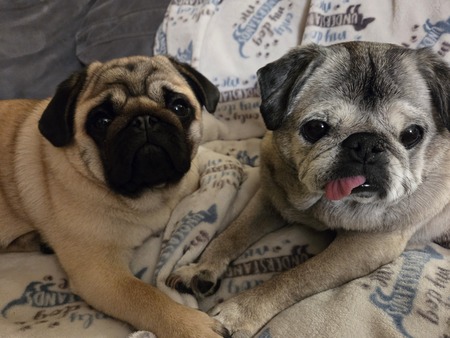 Entry image for Olivia and Kirby. Clicking this image will show a larger photo