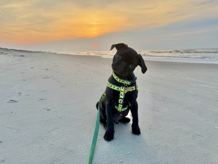 Entry image for Murphy. Clicking this image will show a larger photo