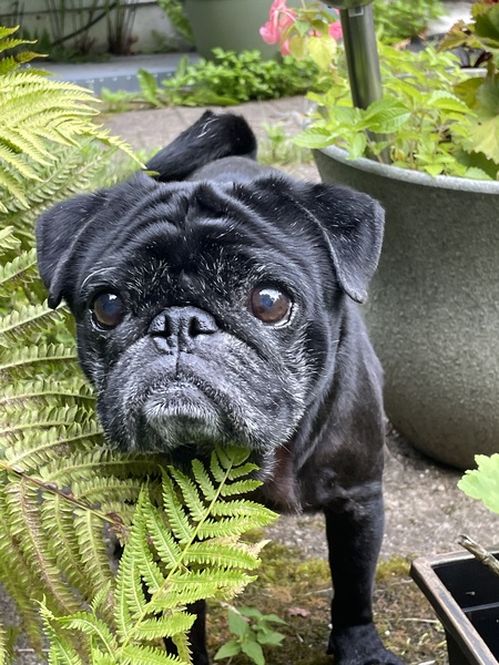Entry image for Archie. Clicking this image will show a larger photo
