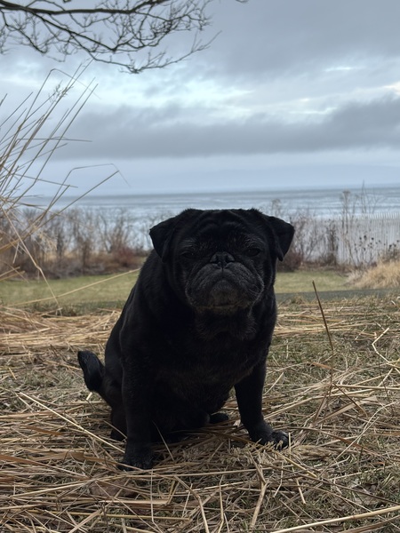 Entry image for Archie. Clicking this image will show a larger photo