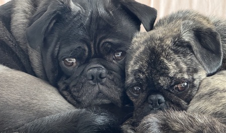 Entry image for Louie & Penny. Clicking this image will show a larger photo