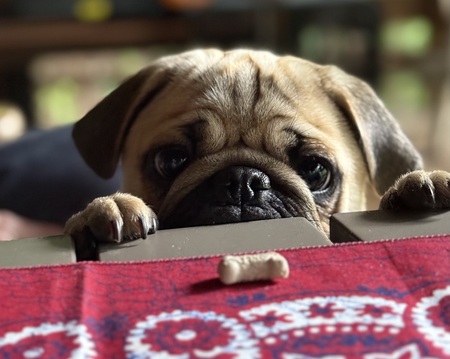 Entry image for Edgar Allan Pug. Clicking this image will show a larger photo