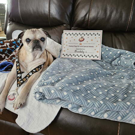 Entry image for BUDDY . Clicking this image will show a larger photo