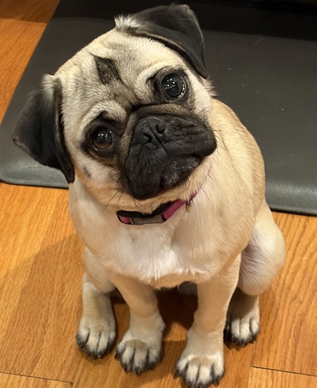 Entry image for Shirley. Clicking this image will show a larger photo