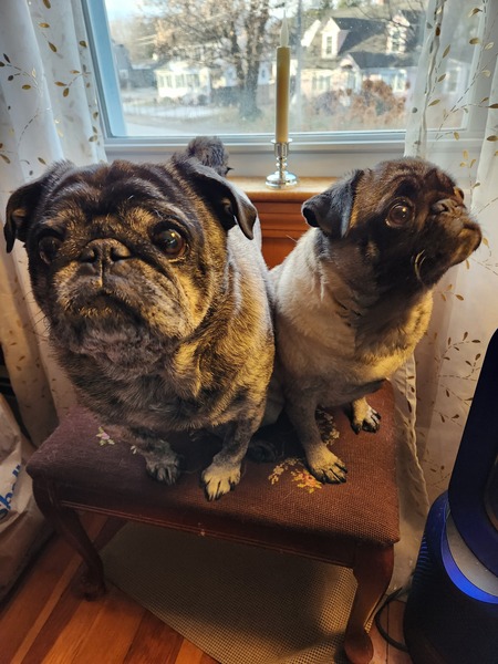 Entry image for Rowdy and Pepper. Clicking this image will show a larger photo