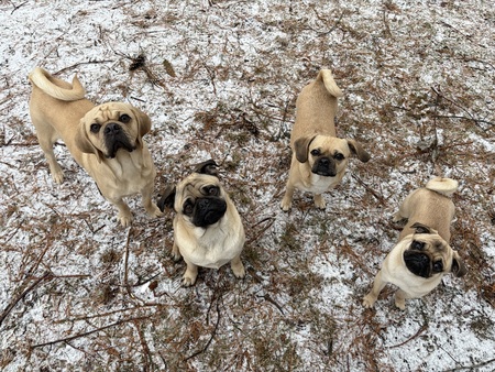 Entry image for Vinny, Moose, Maple, Dough. Clicking this image will show a larger photo