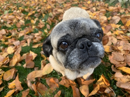 Entry image for Riley . Clicking this image will show a larger photo
