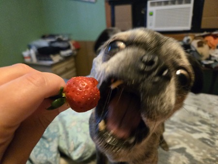 Entry image for Corndog. Clicking this image will show a larger photo
