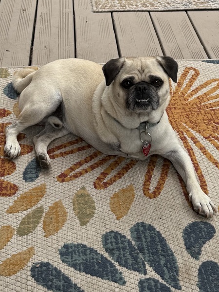 Entry image for Otis. Clicking this image will show a larger photo