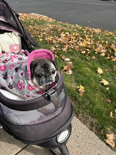 Entry image for Zoey . Clicking this image will show a larger photo