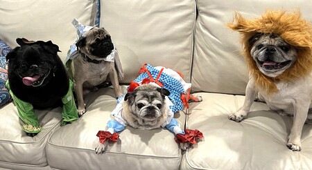Entry image for Pierre, Casey, Lilly & Ollie. Clicking this image will show a larger photo