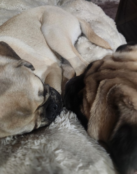 Entry image for Muffin (on the left) & Potato (right). Clicking this image will show a larger photo