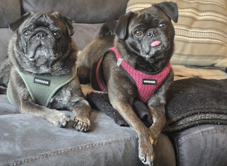 Entry image for Rocco & Layla. Clicking this image will show a larger photo