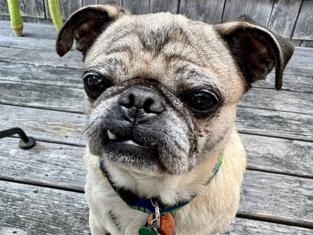 Entry image for Bernie. Clicking this image will show a larger photo