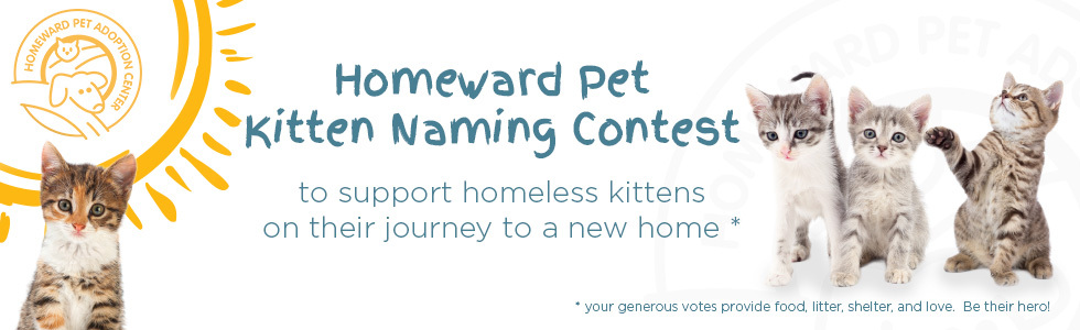 Banner for Kitten Naming Contest