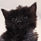 Entry image for Kitten 1