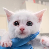 Entry image for Kitten 2