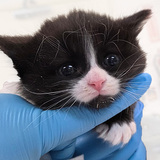 Entry image for Kitten 3