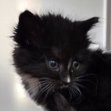 Entry image for Kitten 4