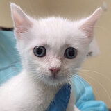 Entry image for Kitten 5