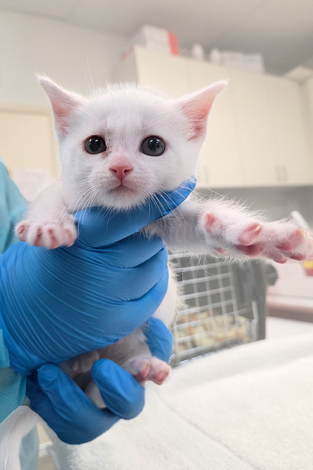 Entry image for Kitten 2. Clicking this image will show a larger photo