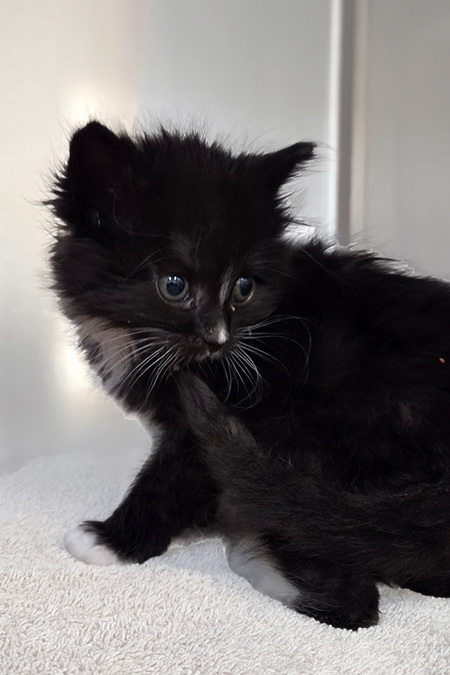 Entry image for Kitten 4. Clicking this image will show a larger photo