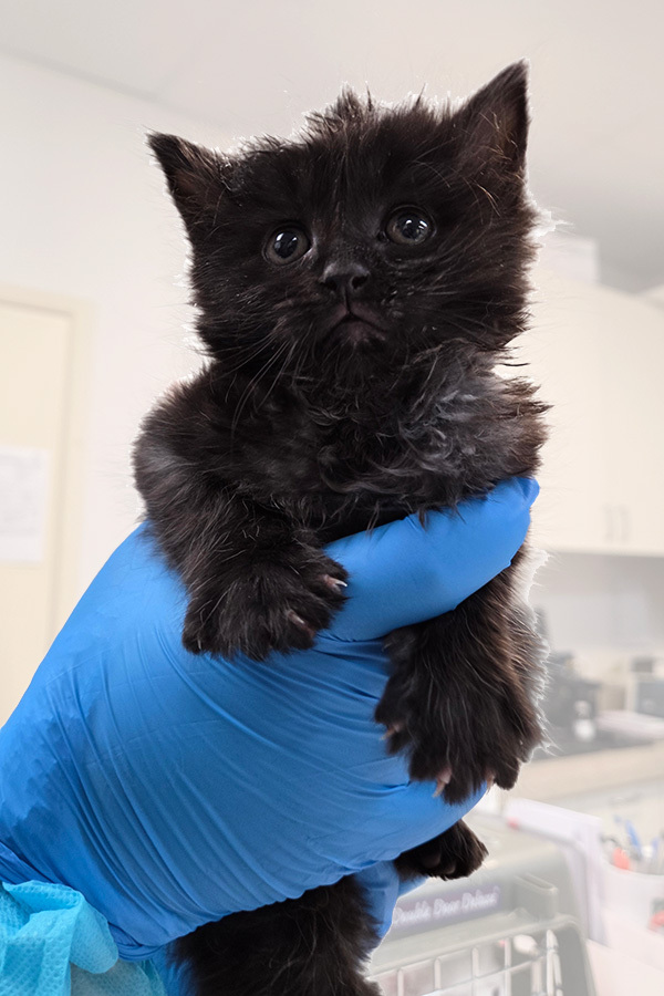 Kitten 1 - Black Kitten