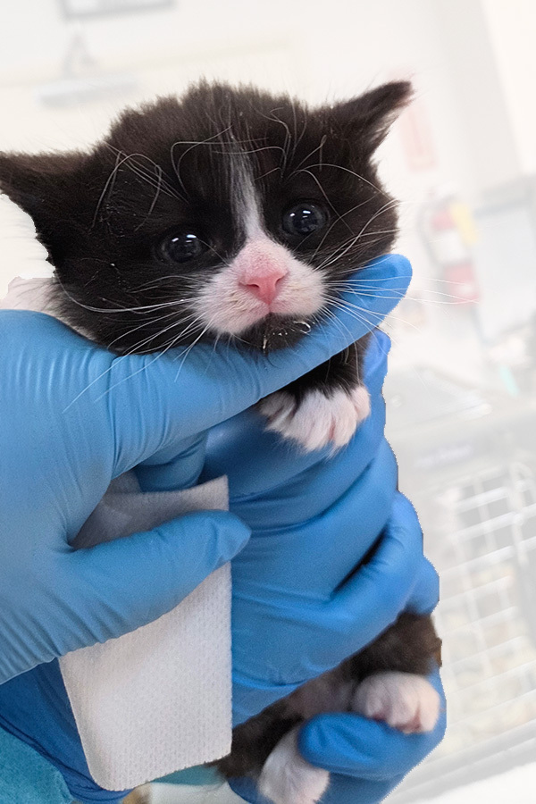 Kitten 3 - Black and White Kitten