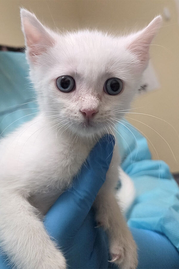 Kitten 5 - White Kitten