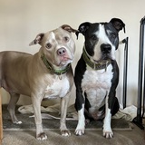Entry image for Gus & Joey (Two Brothers)