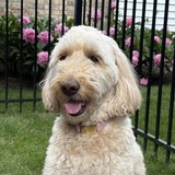 Entry image for Baci