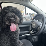 Entry image for Boomer 