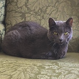 Entry image for Bella