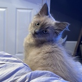 Entry image for Artemis