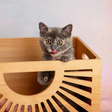 Entry image for Coconut