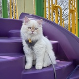 Entry image for Lestat 