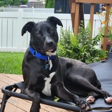 Entry image for Buddy