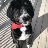 Entry image for BUDDY