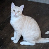 Entry image for George Pawshington 