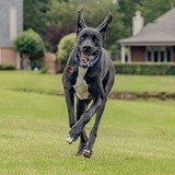 Entry image for Bane