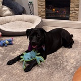 Entry image for Lucy