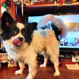 Entry image for Kermit De Dawg