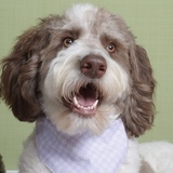 Entry image for Ernie 