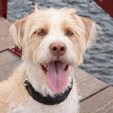 Entry image for Ollie