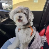 Entry image for Maverick