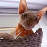 Entry image for Nimbus “Nimbi”