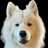 Entry image for Grand Poobah